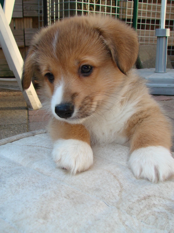 Puppies